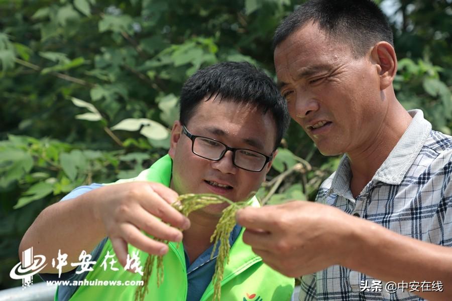 荃银高科水稻最新品种,荃银高科水稻最新品种，引领农业科技创新，助力农业现代化